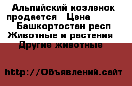Альпийский козленок продается › Цена ­ 5 000 - Башкортостан респ. Животные и растения » Другие животные   